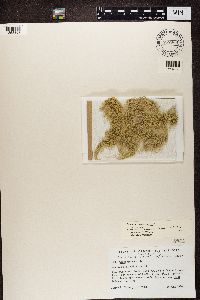 Usnea trichodea image