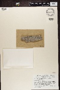 Image of Xylographa opegraphella