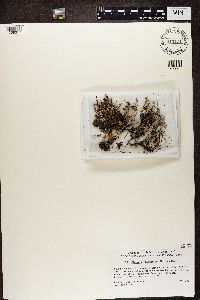 Cladonia phyllophora image