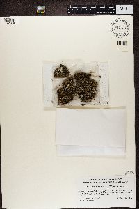 Cladonia pleurota image