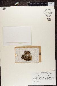 Cladonia squamosa image