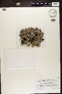 Cladonia symphycarpa image