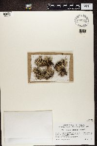 Cladonia turgida image