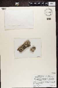 Julella fallaciosa image