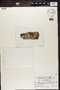 Lecanora chlarotera image