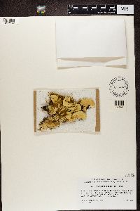 Nephroma arcticum image