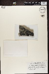 Rhizocarpon grande image