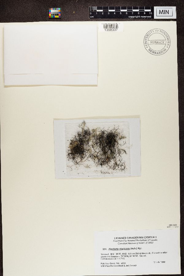 Alectoria nigricans image