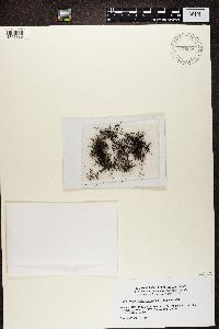 Coelocaulon divergens image