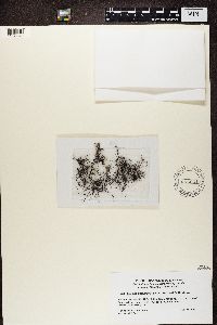 Bryoria chalybeiformis image