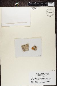 Julella fallaciosa image