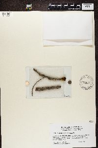 Lecidea albofuscescens image