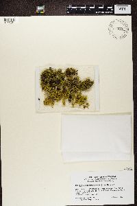 Thumbnail image of current specimen