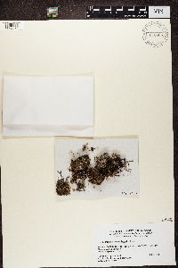 Micarea assimilata image