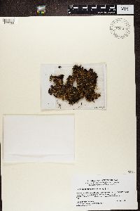 Nephroma expallidum image