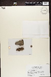 Alyxoria varia image