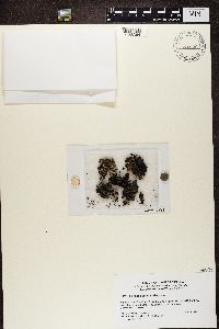 Parmelia omphalodes image