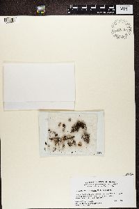 Pertusaria panyrga image
