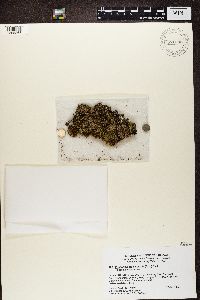 Phaeophyscia hispidula image