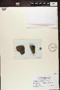 Image of Placynthium asperellum