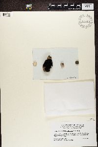 Pseudephebe pubescens image