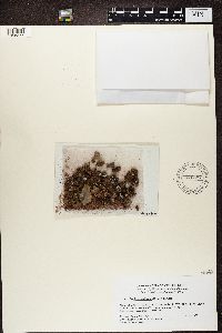 Media resource of Toninia sedifolia