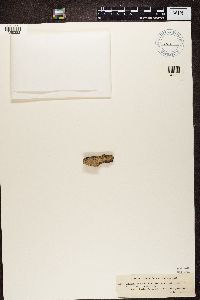 Chaenothecopsis pusilla image