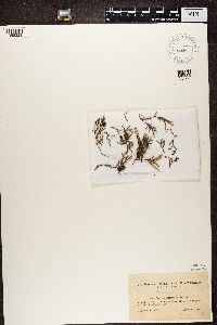 Lecidea enteroleuca image
