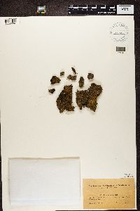 Thumbnail image of current specimen