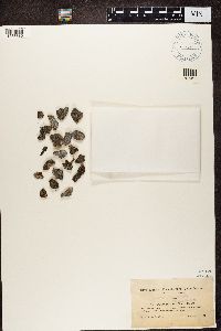 Buellia parasema image