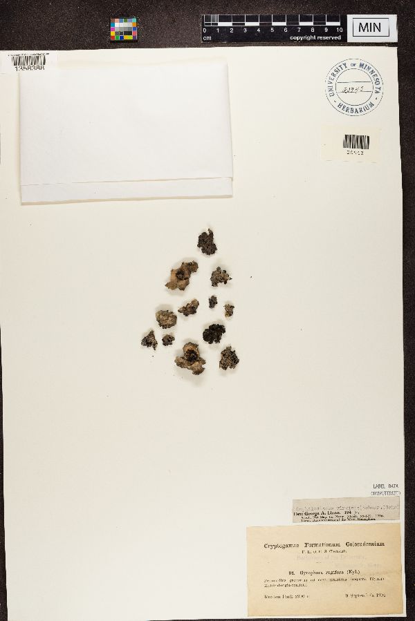 Gyrophora rugifera image