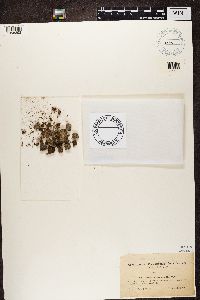 Diploschistes scruposus image