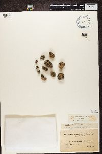 Xanthoparmelia conspersa image