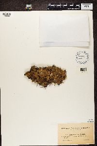 Peltigera aphthosa image