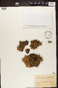 Peltigera canina image