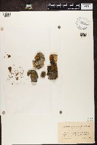 Polycauliona polycarpa image