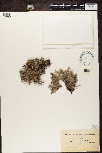 Evernia furfuracea image