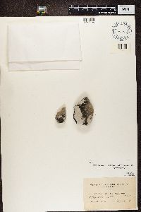 Staurothele fissa image