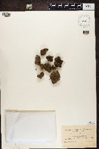 Psora globifera image