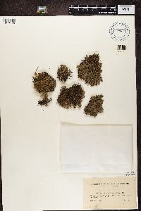 Stereocaulon paschale image