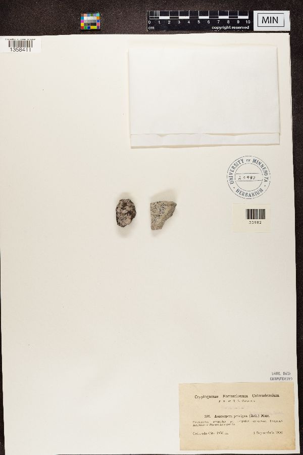 Sarcogyne privigna image