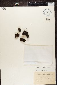 Rinodina turfacea image