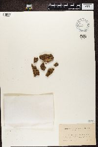 Polycauliona polycarpa image