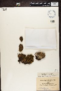 Peltigera aphthosa image