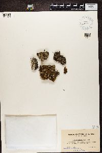 Cladonia pyxidata image