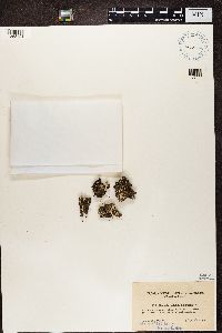 Cladonia fimbriata image