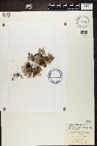Evernia furfuracea image