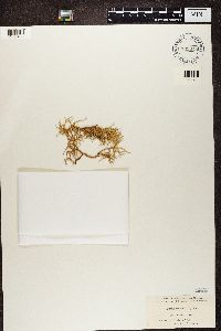 thumbnail image of current specimen