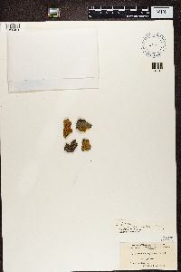 Polycauliona polycarpa image