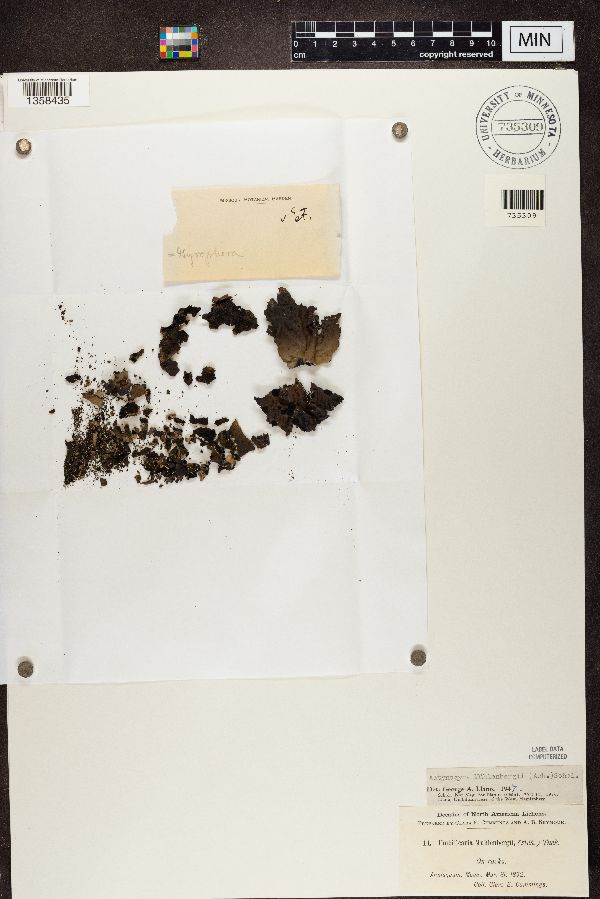 Umbilicaria muhlenbergii image